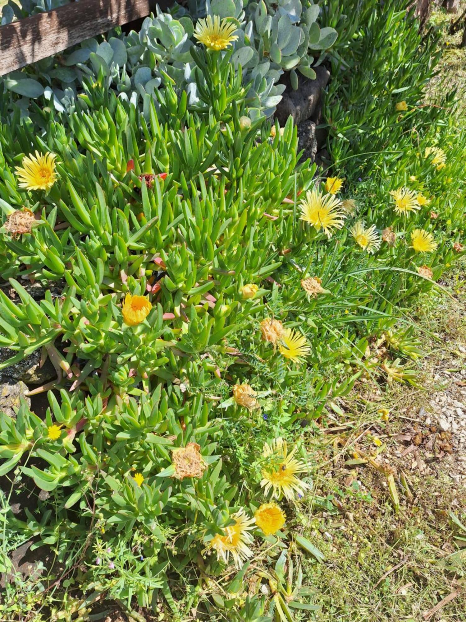 Agriturismo Pira Pinta Dorgali Buitenkant foto